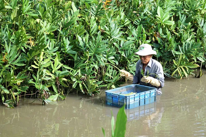 Rau móp – Từ món rau rừng hoang dại dân dã đến loại thực phẩm có giá trị kinh tế cao