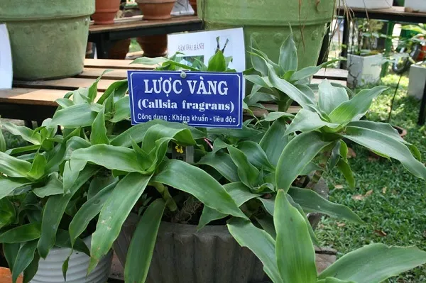 Cây lược vàng có chữa được ung thư?