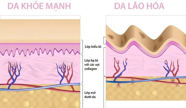 Công dụng collagen với sức khỏe và sắc đẹp con người