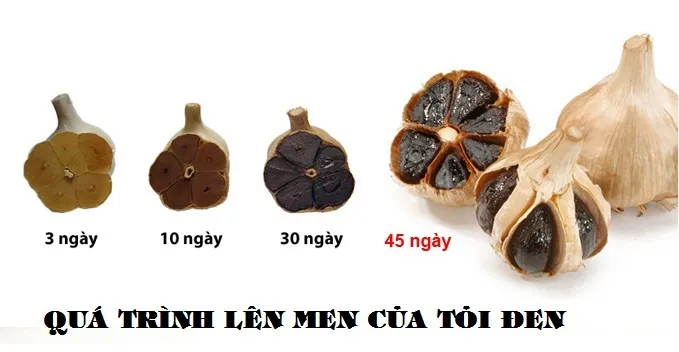 Công dụng của tỏi đen khiến bạn bất ngờ