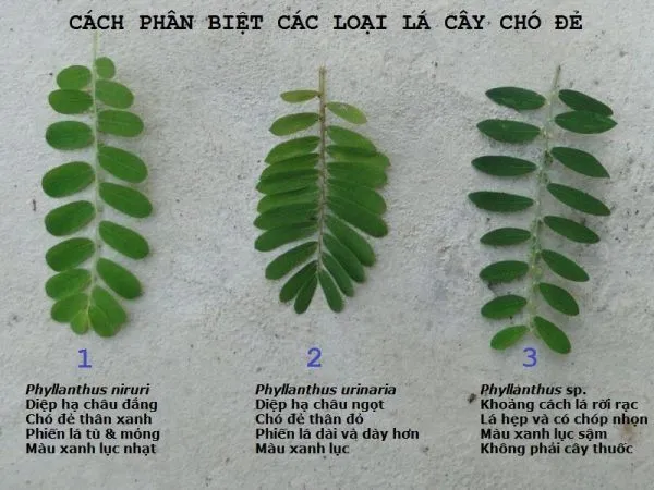 Tác dụng của cây chó đẻ có chữa được bệnh gan?